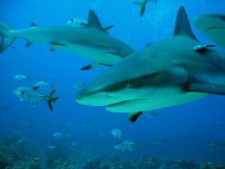 good shark/ cara a cara point by Frank Catrini 